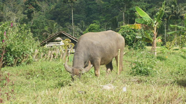 istock A buffalo is eating grass in the field. 1483733871