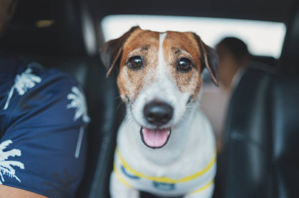 istock Jack russell stand traveling in car 1483734258