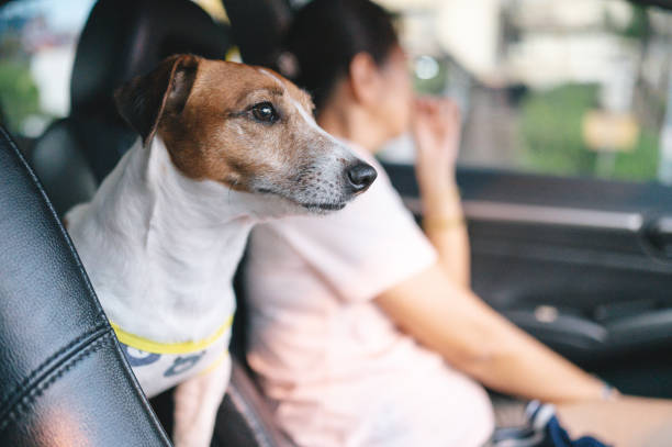 istock Jack russell stand traveling in car 1483734275