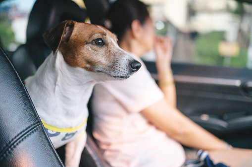 Jack russell stand traveling in car