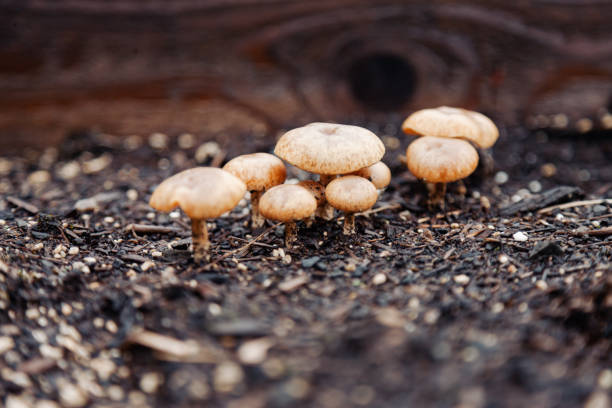 Group of Mushrooms Growing in Fresh Soil A large cluster of mushrooms growing in fresh soil outdoors. Shot in Oregon in the Pacific Northwest. mycology stock pictures, royalty-free photos & images