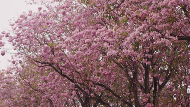 Windy Cherry blossom fall