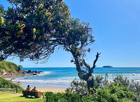 Horizontal seascape of friends sitting on wood park bench 'Love' carved seat with grass dune underneath native Banksia tree with headland roacks and ocean waves in tropical climate summer paradise at Emerald Beach NSW Australia