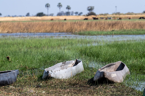 Two Mokoro's moored in the Okavango delta, Botswana.