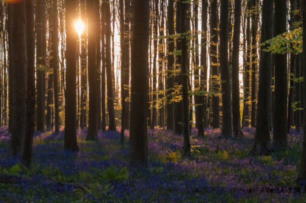 istock Sunrise illuminating bluebells 1483736794