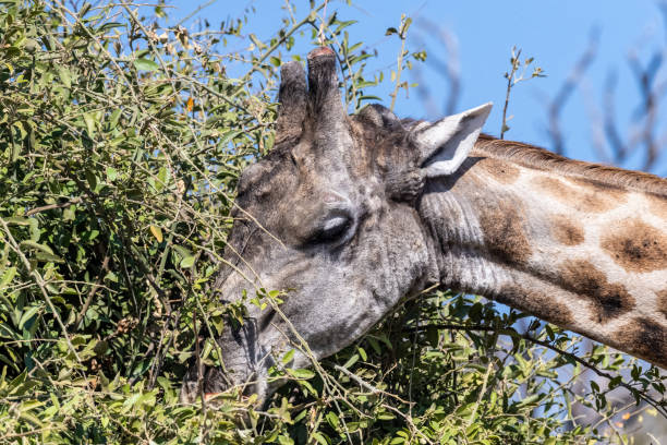 close-up of a giraffe head - length south high up climate imagens e fotografias de stock