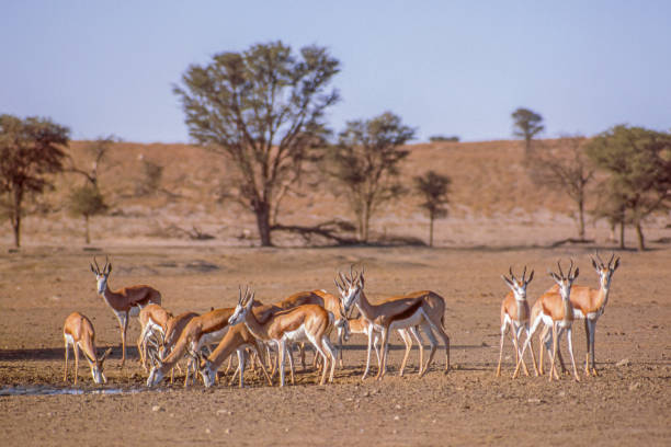 istock Springbok Drinking in the Kalahari 1483737252