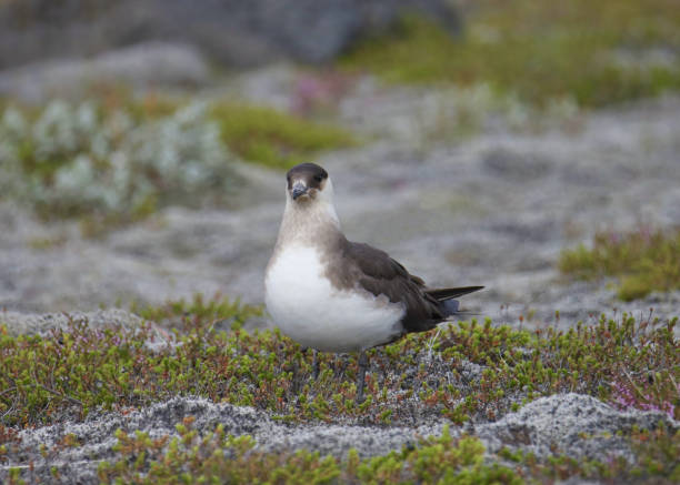 istock Arctic Skua (parasitic Jaeger) perched in a meadow 1483737262