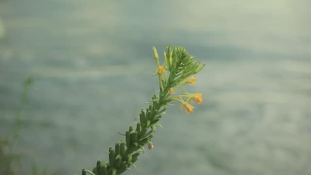 Flower of the Oenothera biennis, common evening-primrose