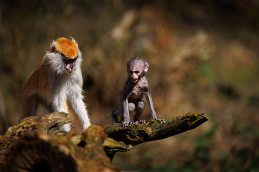 portrait of a hussar monkey with its baby in a zoo