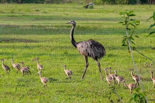 Rhea or Nandu mother and babies foraging in grass, Pantanal Wetlands, Mato Grosso, Brazil