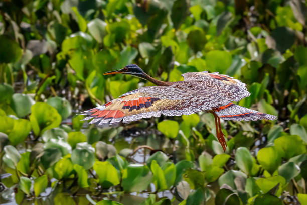 istock Side view of beautiful Sunbittern in flight against green background with wonderful patterned spread wings, Pantanal Wetlands, Mato Grosso, Brazil 1483741486