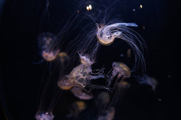 istock some compass jellyfish swimming around each other 1483741524