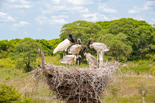 View to a Jabiru nest with juveniles on a tree and an adjacent observation tower against blue sky with clouds, Pantanal Wetlands, Mato Grosso, Brazil