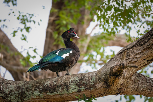 Colorful Muscovy duck perched on a tree branch, Pantanal Wetlands, Mato Grosso, Brazil