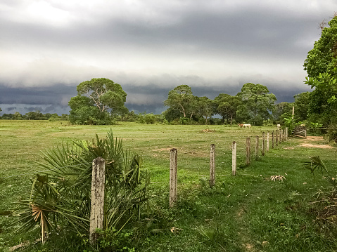Fenced pasture land with dark clouds in background, Pantanal Wetlands, Mato Grosso, Brazil
