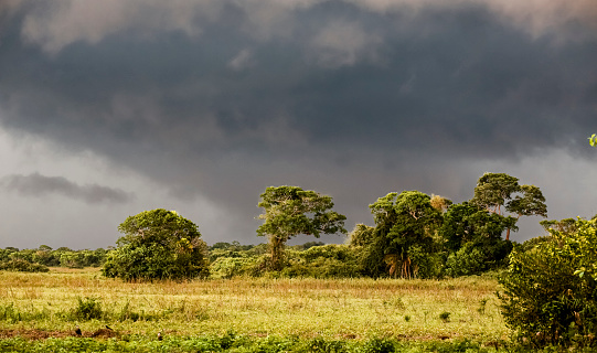 Sunlight and dark storm clouds over a group of trees in Pantanal Wetlands, Mato Grosso, Brazil