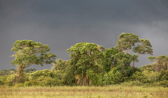 Dark storm clouds over a group of trees in Pantanal Wetlands, Mato Grosso, Brazil