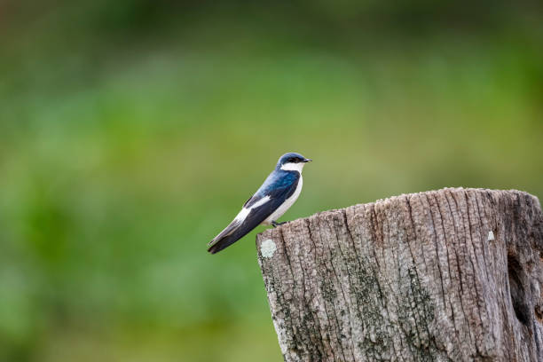 White-winged swallow perched on a wooden post, side view, against green defocused background, Pantanal Wetlands, Mato Grosso, Brazil