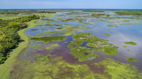 Aerial view of a flood plain with a fence and cattle in the Pantanal Wetlands, Mato Grosso, Brazil