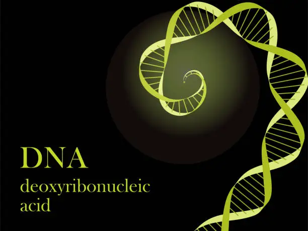 Vector illustration of Illustration of the image of DNA (deoxyribonucleic acid) ・Lime yellow