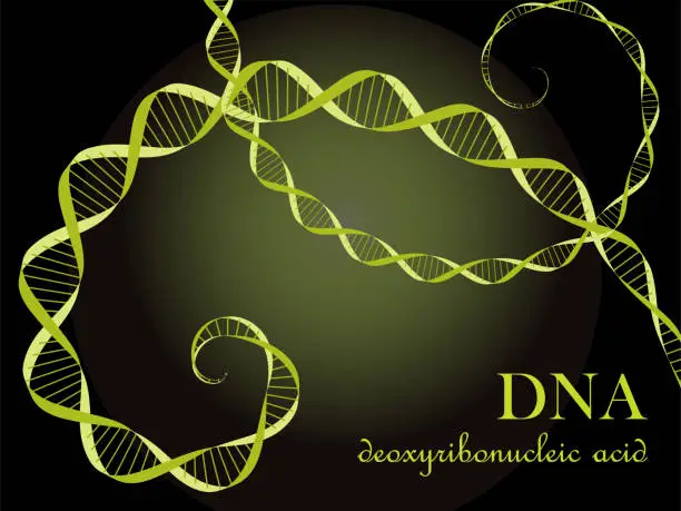 Vector illustration of Illustration of DNA (deoxyribonucleic acid) image 2・Lime Yellow