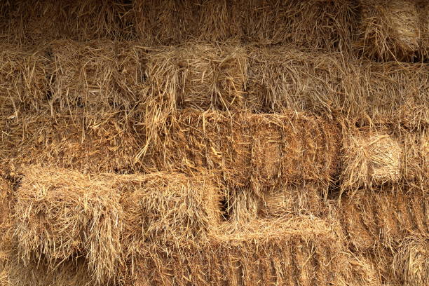 istock stacked piles of dry straw 1483743934