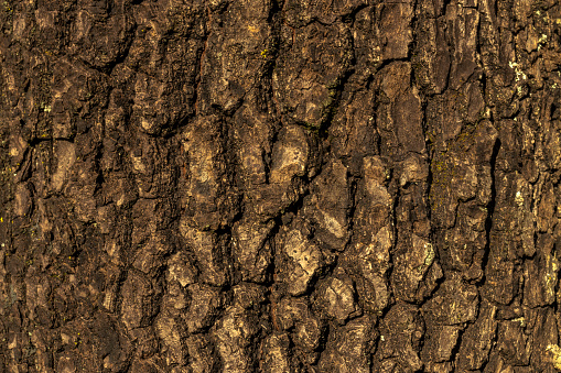 avocado tree trunk wood texture background in Brazil. The rough wood texture