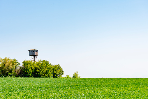 Green wheat field with trees and observation tower.