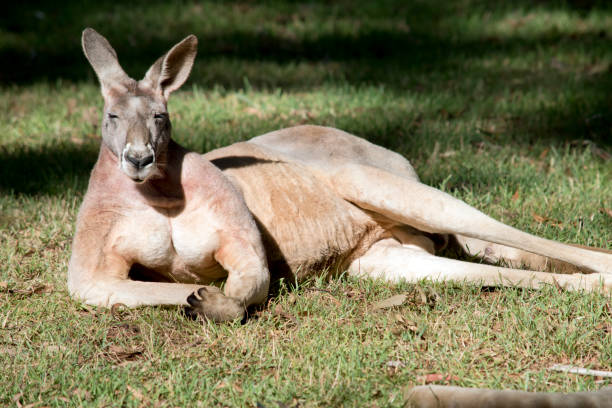 the male red kangaroo is very muscular with a red brown coat of fur
