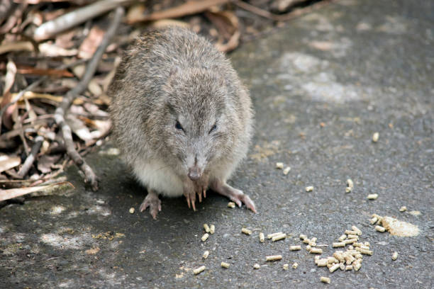 長い鼻のポトルーは観光客が残した食べ物を探しています - long nosed potoroo ストックフォトと画像