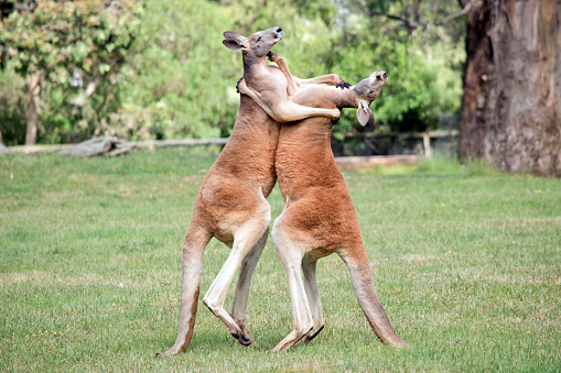the two male red kangaroos are fighting for the dominant position in the mob