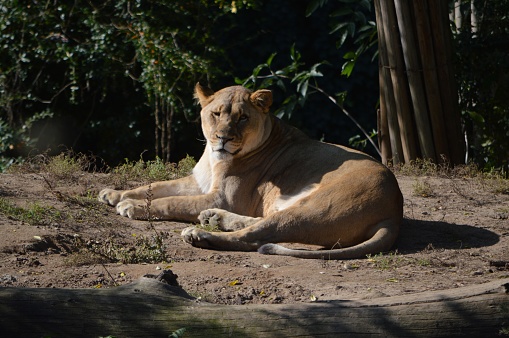 A majestic lions sitting on a stone enjoying the sun in the zoo of Basel