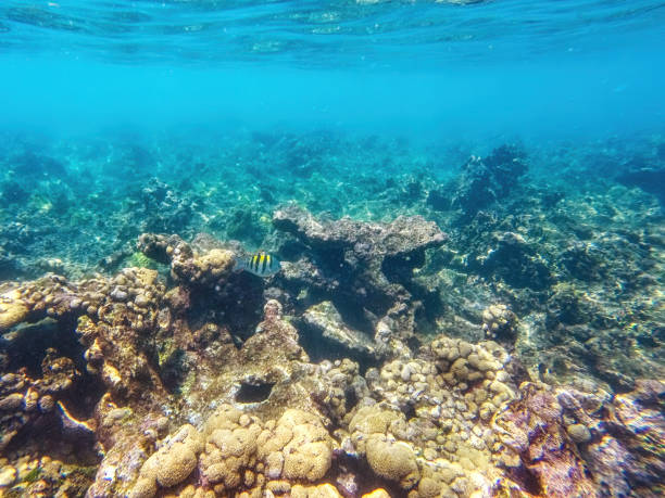 istock Caribbean seabed with colorful underwater life 1483752210