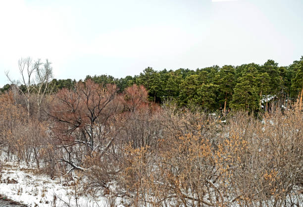 view of pine trees growing on the rocky and steep bank of the Miass River in winter, snow-covered hills, forest, countryside, Chelyabinsk, Kashtak, Southern Urals