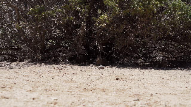 slow motion of cute little Degus, Octodon, rodents native to South America. Group of Degu sitting at their den in the arid landscape of the atacama desert in Chile at chinchilla sanctuary.