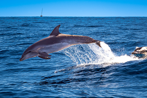 Bottlenose dolphins put on a show as they ride the wake of a boat, playfully leaping and splashing in the ocean waves, providing a breathtaking and unforgettable sight for lucky onlookers in tenerife.