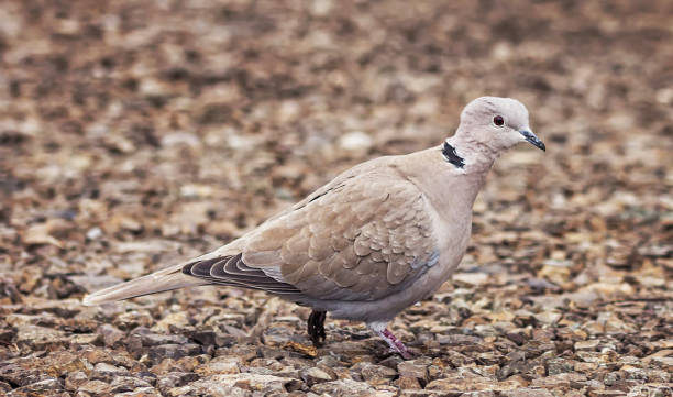 istock Beautiful Bulgaria wildlife pictures 1483756321