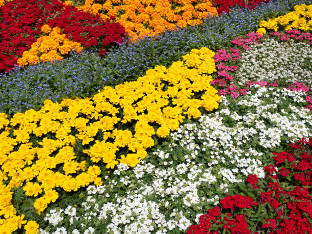 istock colorful flower bed 1483757402