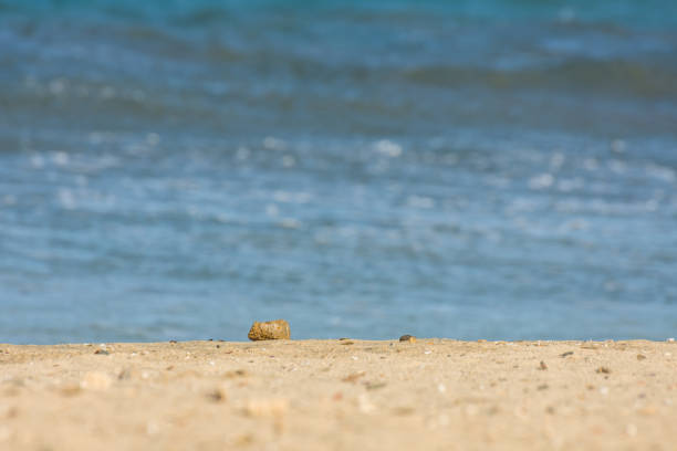 single stone lying on the sandy beach on the blue sea in egypt