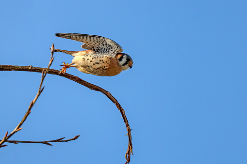 male American Kestrel flying down to catch a worm