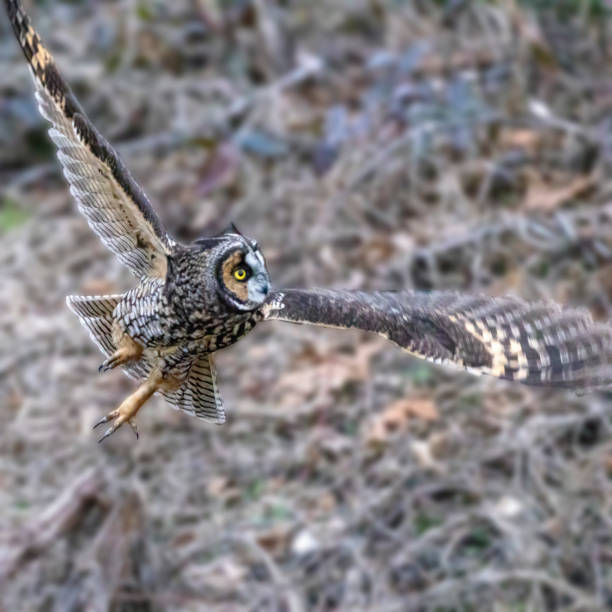 istock long eared owl, Delta, BC, Canada 1483759684