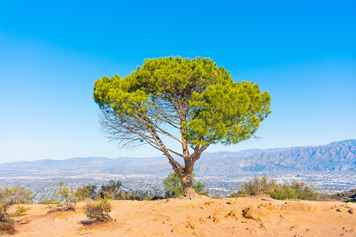 Lone tree perched on the edge of a cliff, overlooking the breathtaking Santa Monica Mountains and the sprawling cityscape of Los Angeles.