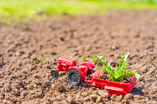 Red toy tractor with a small green seedling in its trailer is parked on freshly plowed soil, representing the process of vegetable planting on a farm. Healthy eating and self-sufficiency concept.