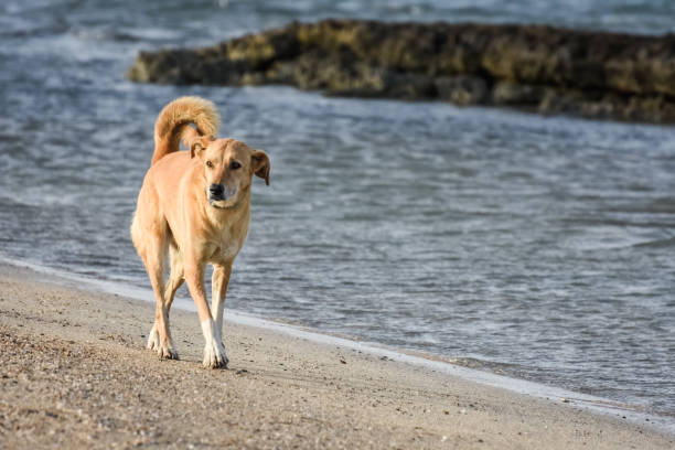 dog walking on the sandy beach near the sea - dachshund humor running beginnings imagens e fotografias de stock