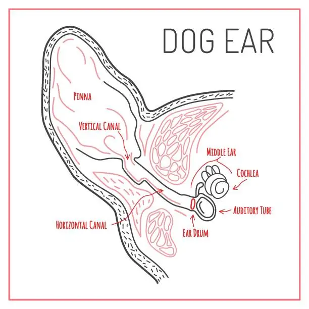 Vector illustration of Dog ear scheme in outline style. Editable vector illustration.