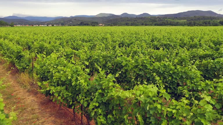 Aerial view of vineyard in languedoc roussillon region south of France