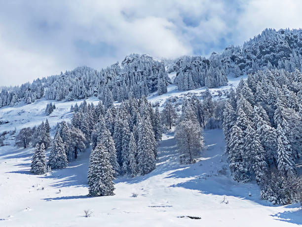 istock Fairytale icy winter atmosphere and snow-covered coniferous trees on mountain Schindlenberg in the Alpstein massif, Nesslau - Obertoggenburg region, Switzerland (Schweiz) 1483762765