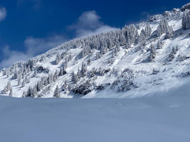 istock Fairytale icy winter atmosphere and snow-covered coniferous trees on mountain Schindlenberg in the Alpstein massif, Nesslau - Obertoggenburg region, Switzerland (Schweiz) 1483762766