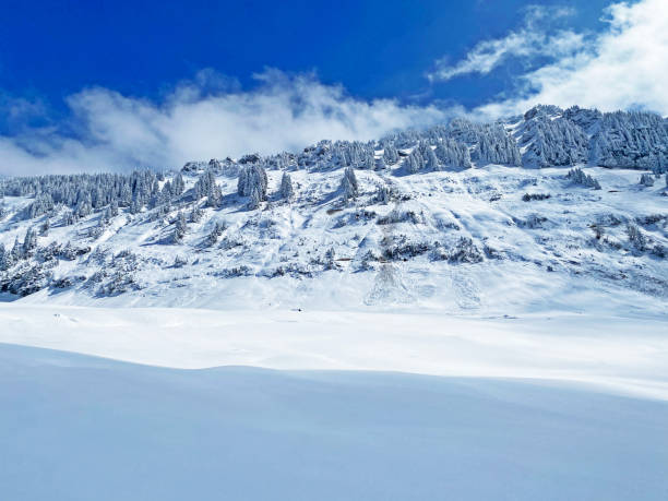 istock Fairytale icy winter atmosphere and snow-covered coniferous trees on mountain Schindlenberg in the Alpstein massif, Nesslau - Obertoggenburg region, Switzerland (Schweiz) 1483762770